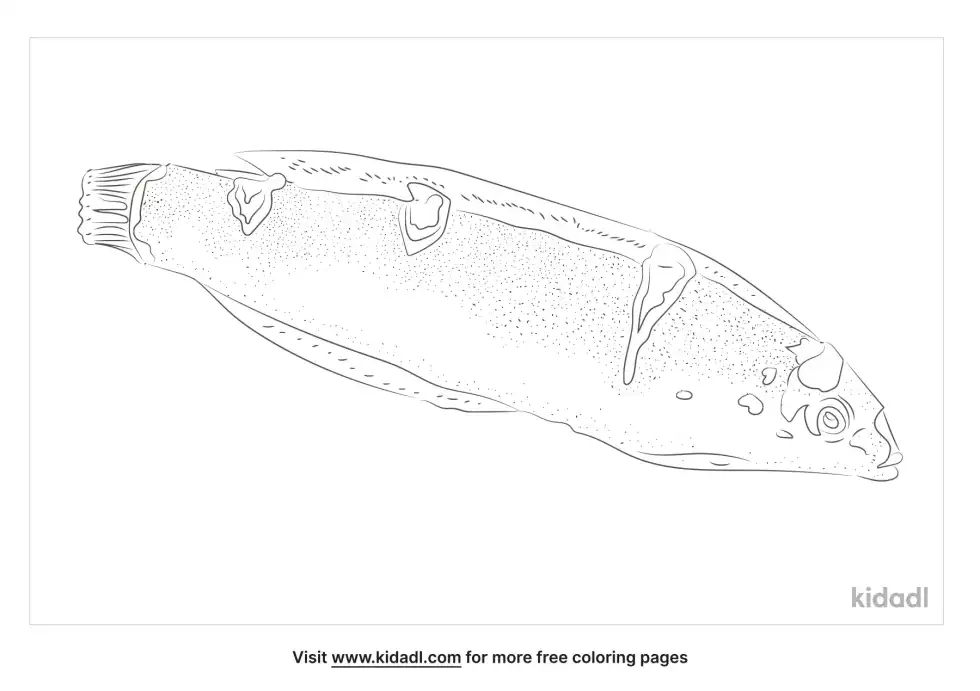 Clown Wrasse Coloring Page