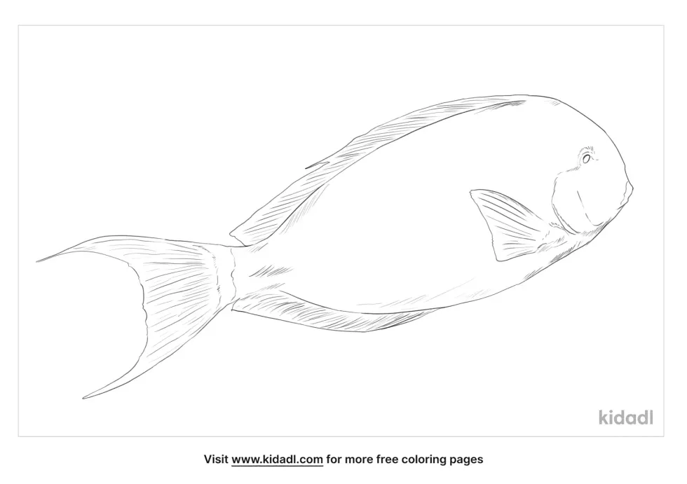 Black Surgeonfish