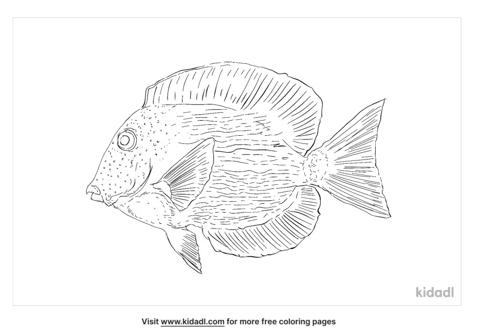 White Tail Bristletooth Tang Coloring Page