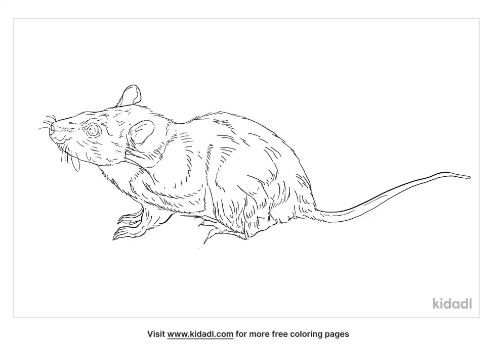 Short-Tailed Bandicoot Coloring Page