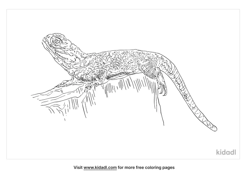 Netted Dragon Coloring Page