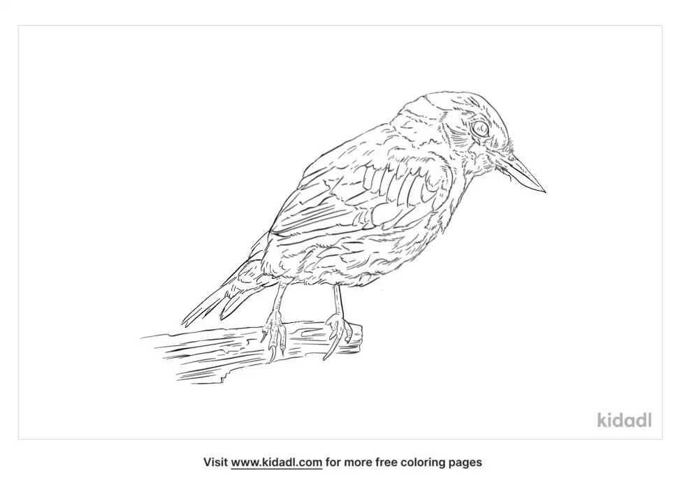 Chestnut-Bellied Nuthatch Coloring Page