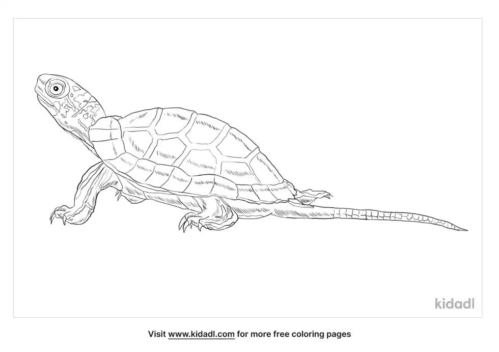 Japanese Pond Turtle Coloring Page
