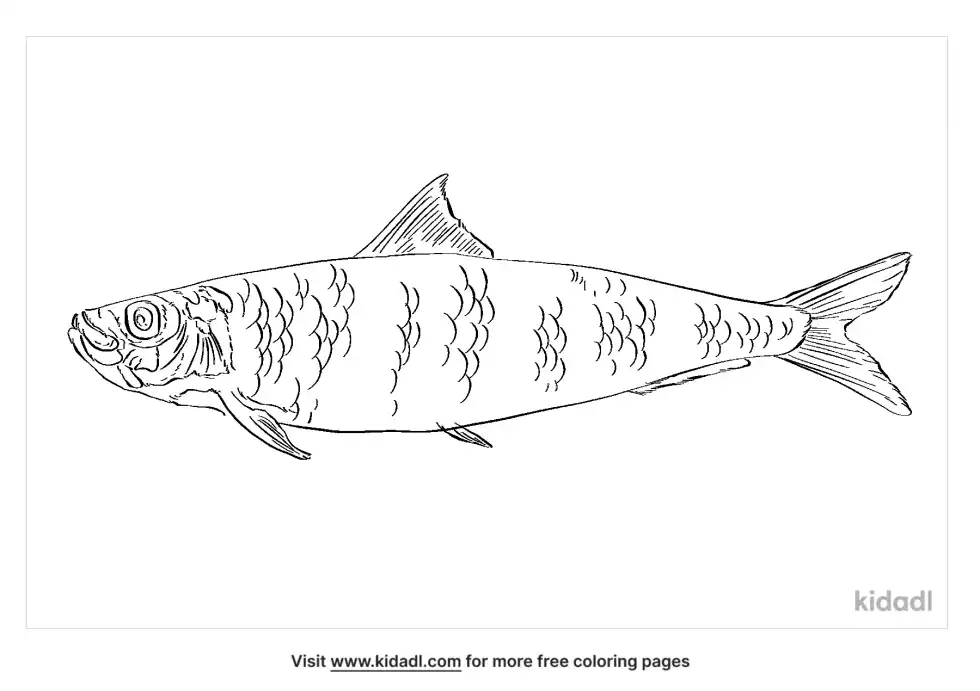 European Pilchard Coloring Page