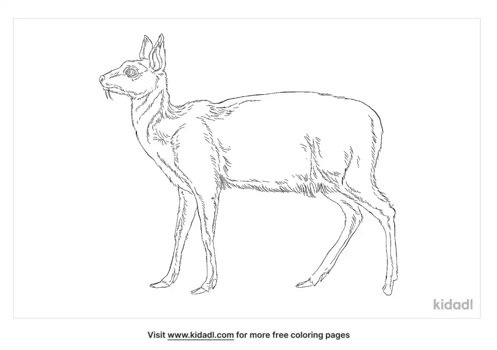 Alpine Musk Deer Coloring Page