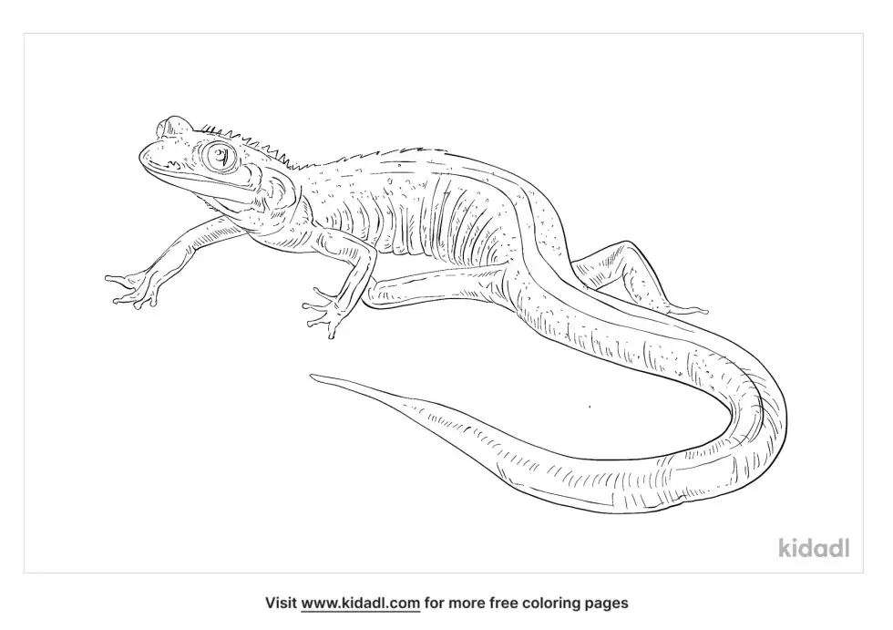 Yellow Lizard Coloring Page