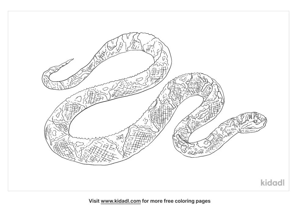 European Cat Snake Coloring Page