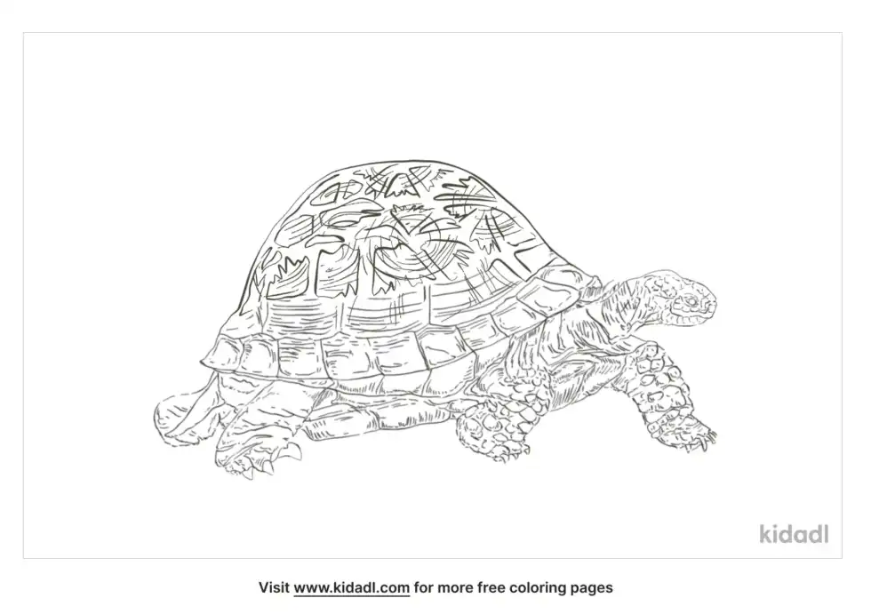 Spider Tortoise Coloring Page