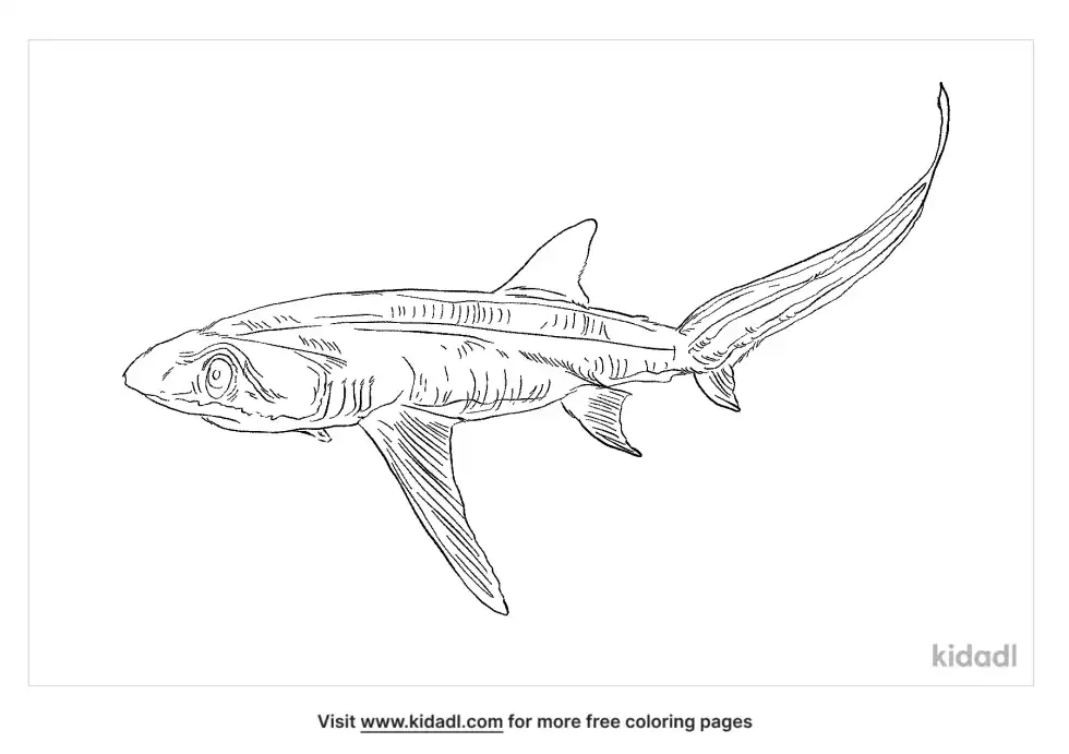Bigeye Thresher Coloring Page