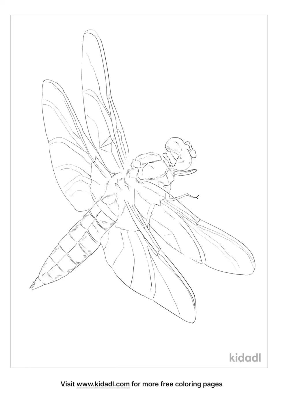 Black Tailed Skimmer Coloring Page