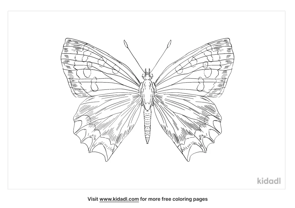American Copper Butterfly Coloring Page