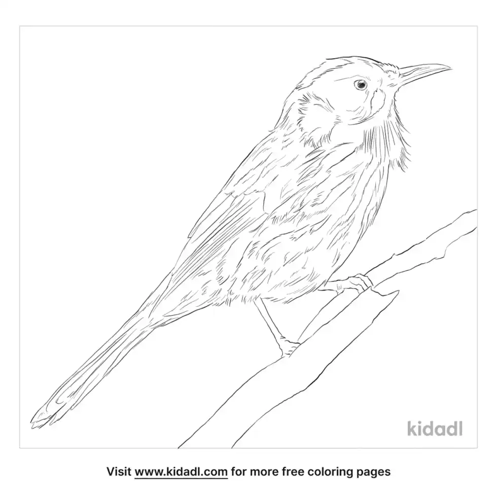 Honeyeater Coloring Page