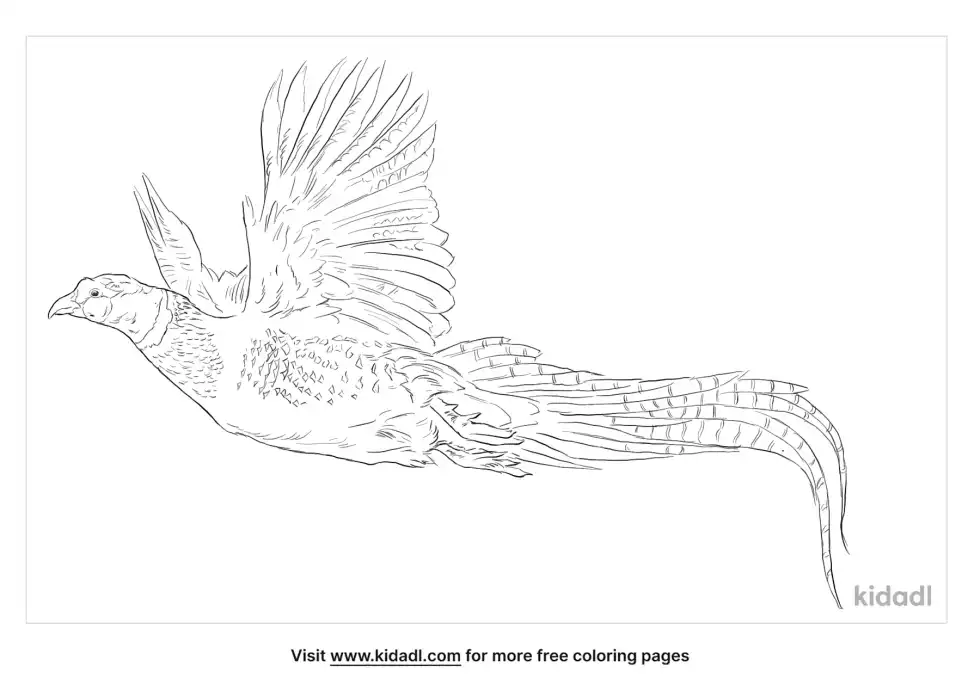 Ring-Necked Pheasant Coloring Page