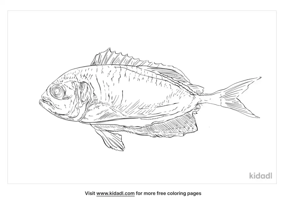 Gilt-Head Seabream Coloring Page