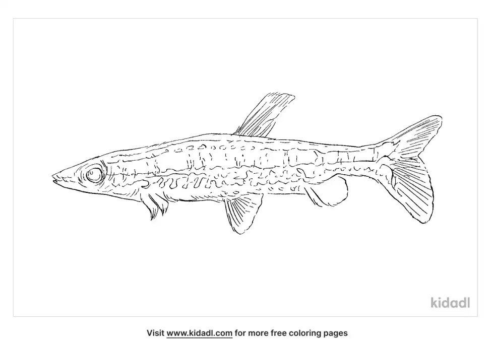 Diptail Pencilfish Coloring Page