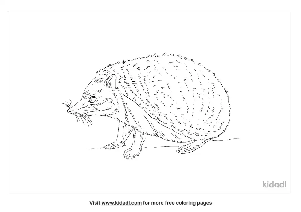 Indian Hedgehog Coloring Page