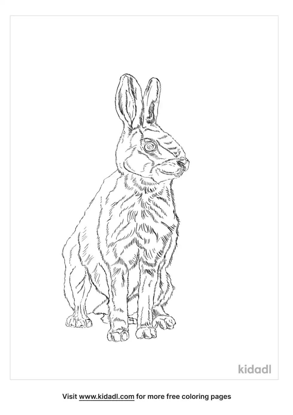Indian Hare Coloring Page