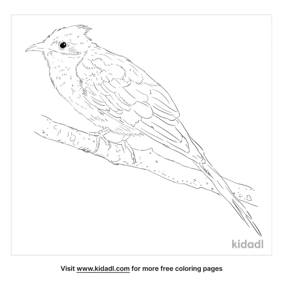 Jacobin Cuckoo Coloring Page