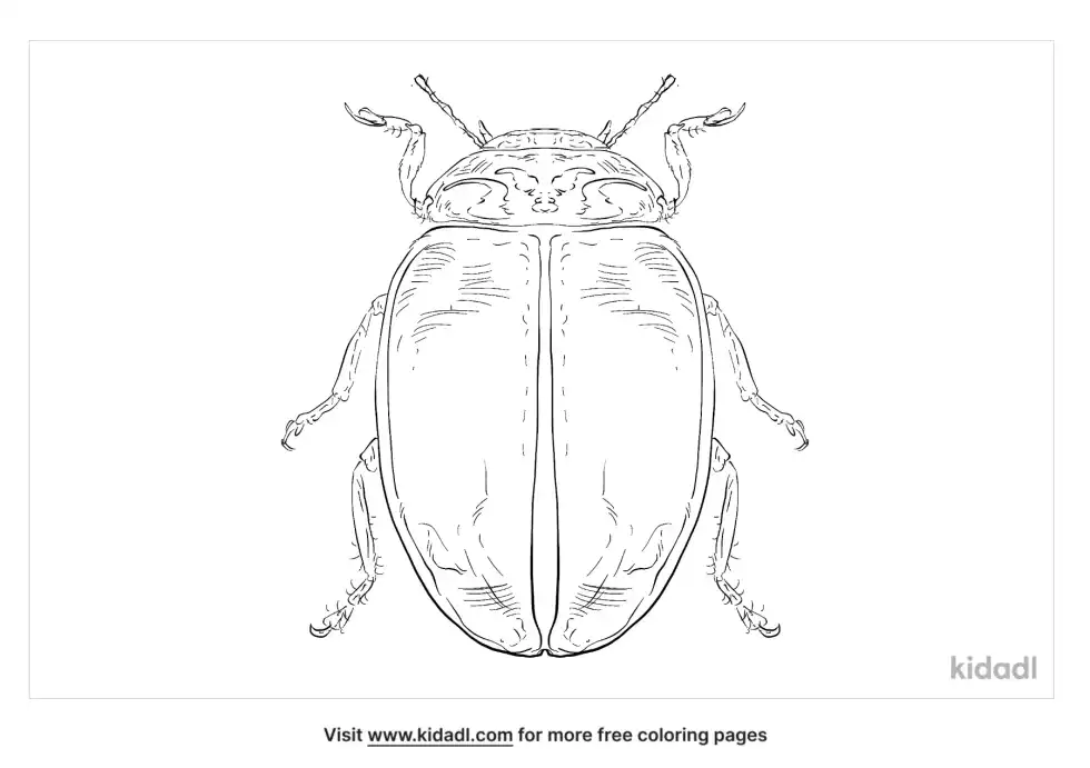 Larch Ladybird Coloring Page