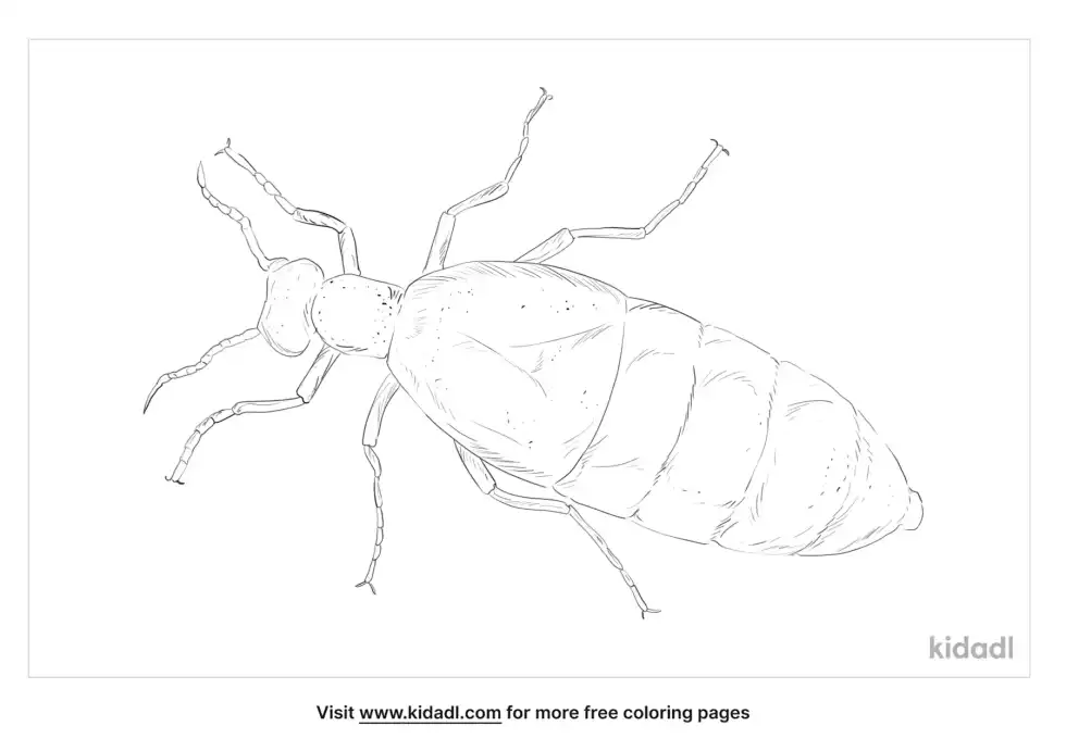 Oil Beetle Coloring Page