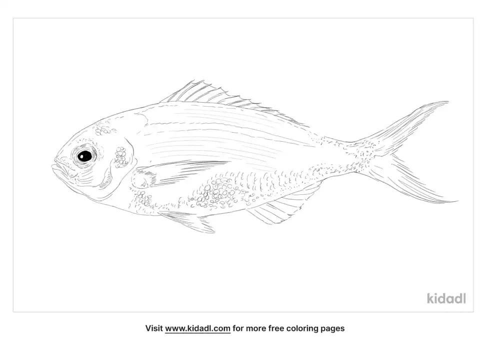 Blue Snapper Fish Coloring Page