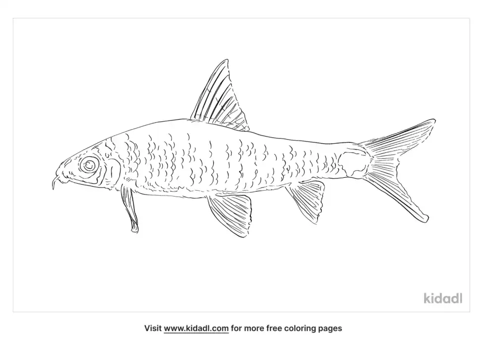 Silver Flying Fox Coloring Page