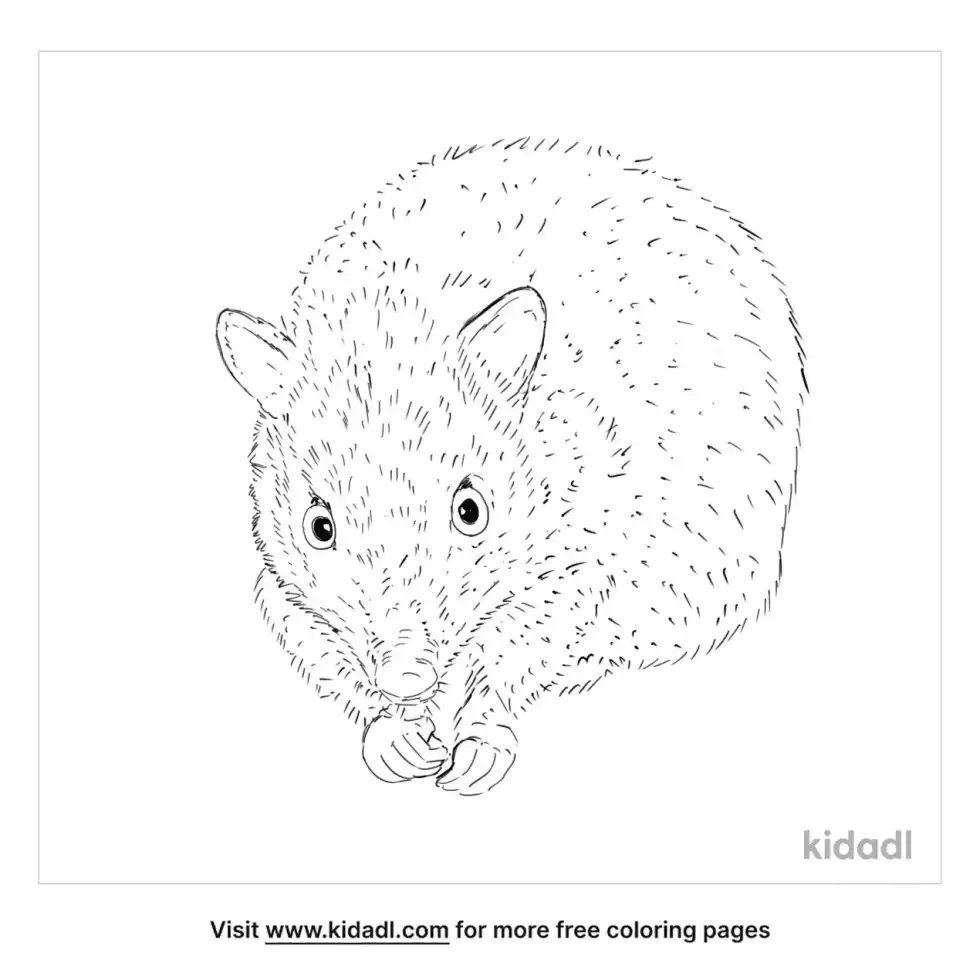 Northern Bettong Coloring Page