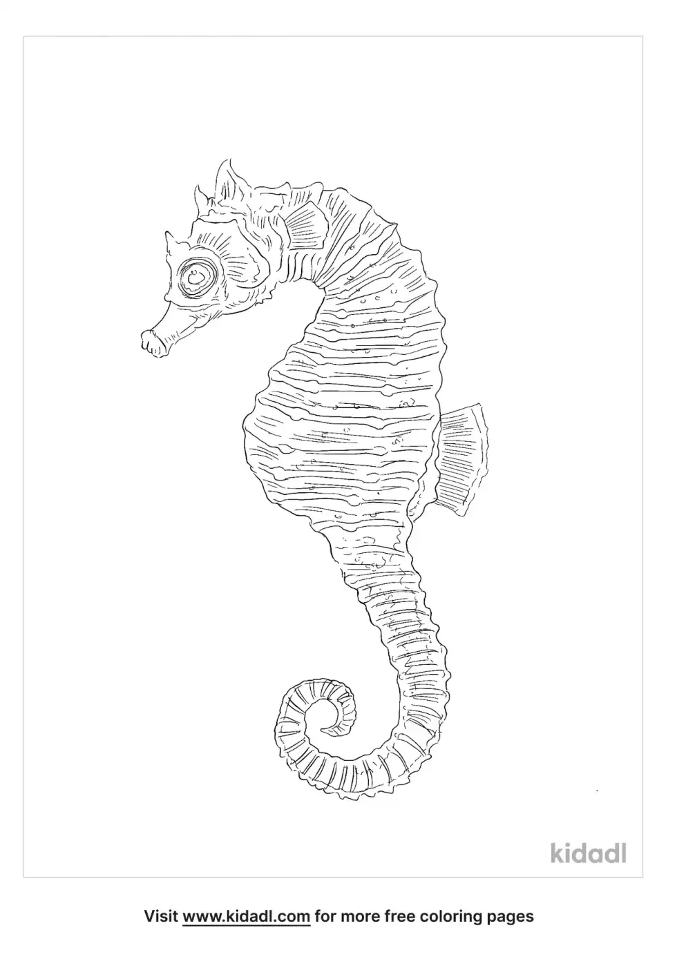Short Snouted Seahorse Coloring Page