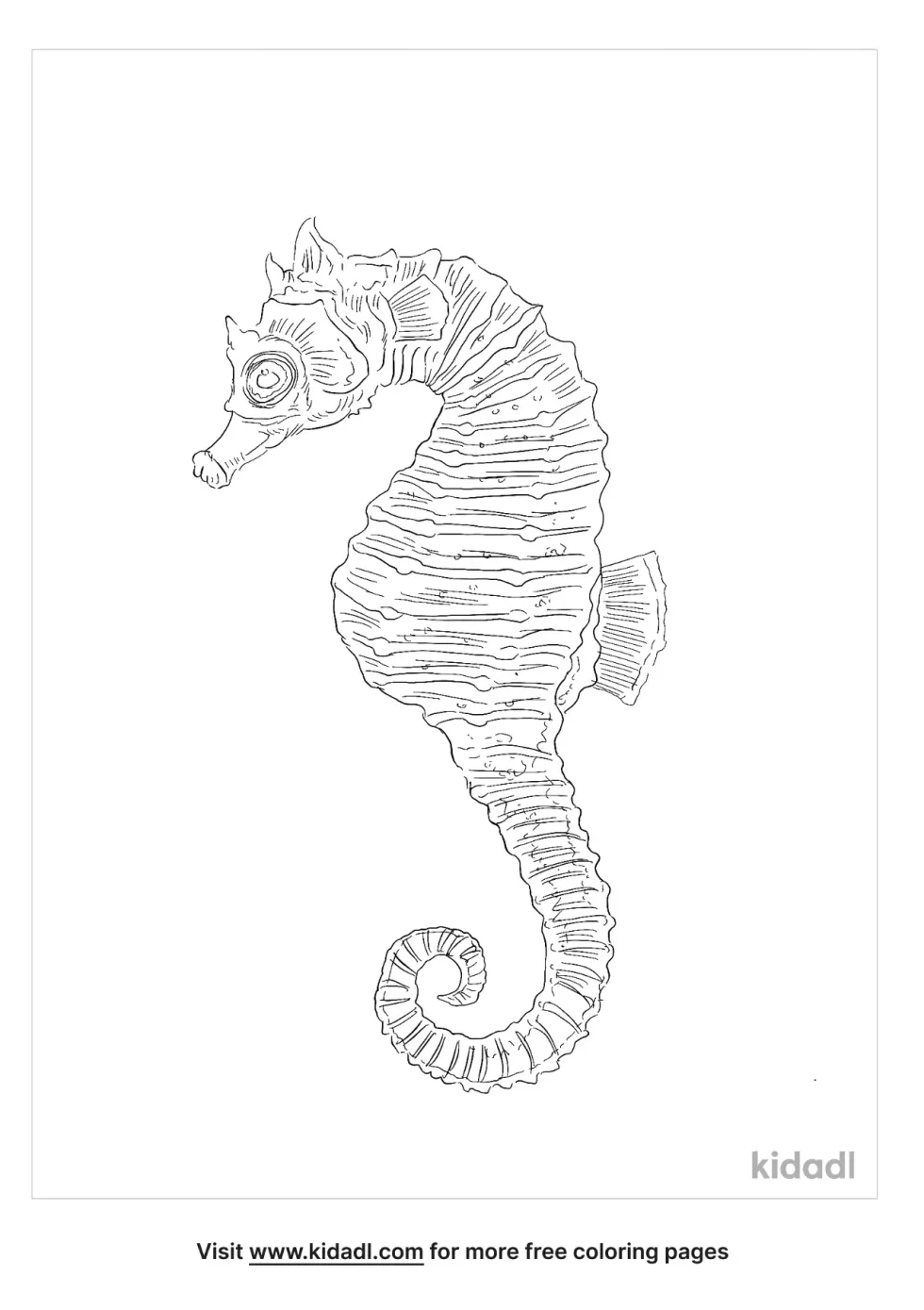 Short Snouted Seahorse