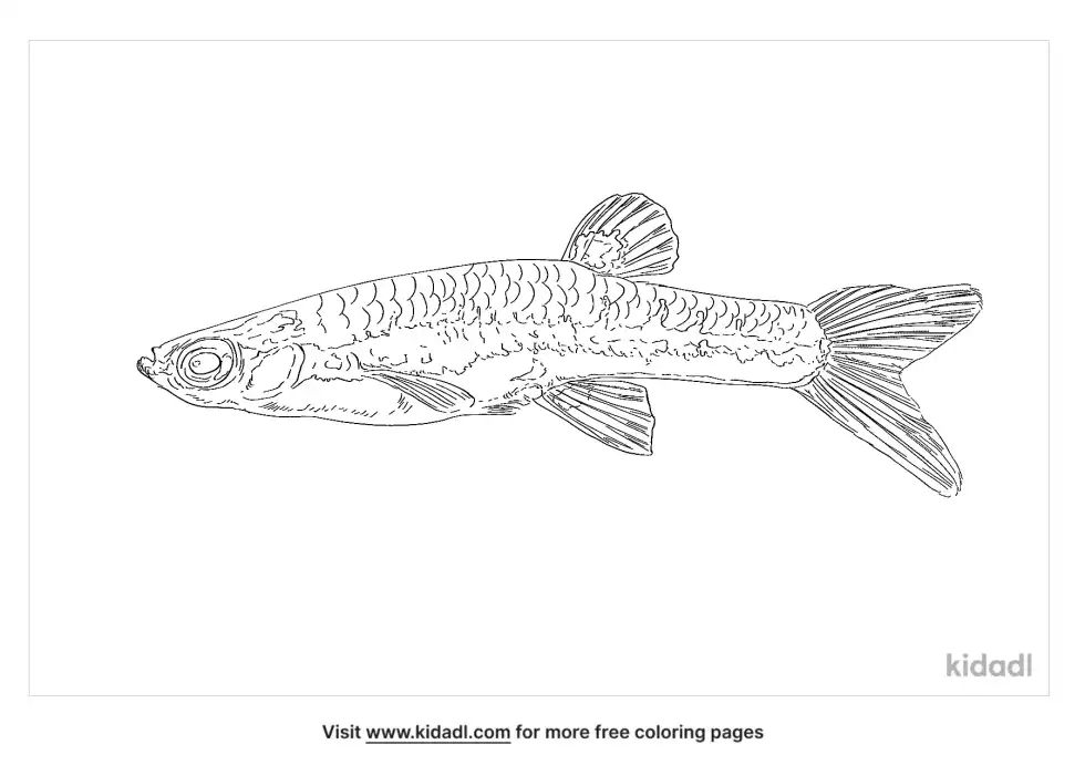 Penguin Tetra Coloring Page