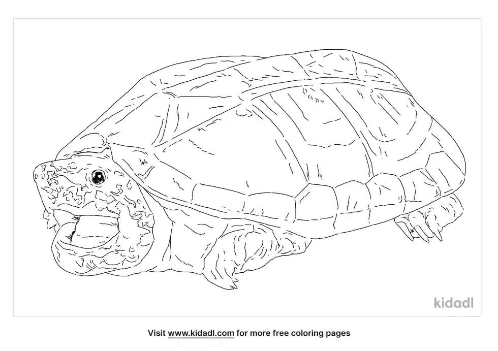 Mexican Giant Musk Turtle Coloring Page