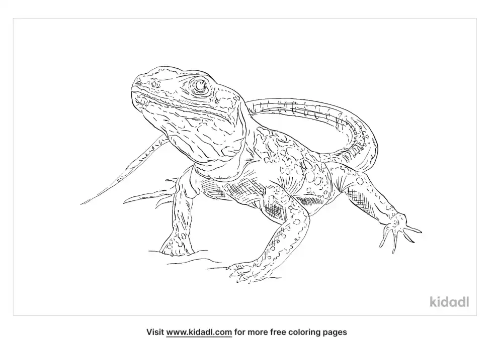 Long Nosed Leopard Lizard Coloring Page