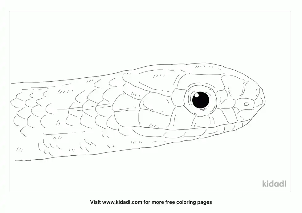 Smooth Green Snake Coloring Page