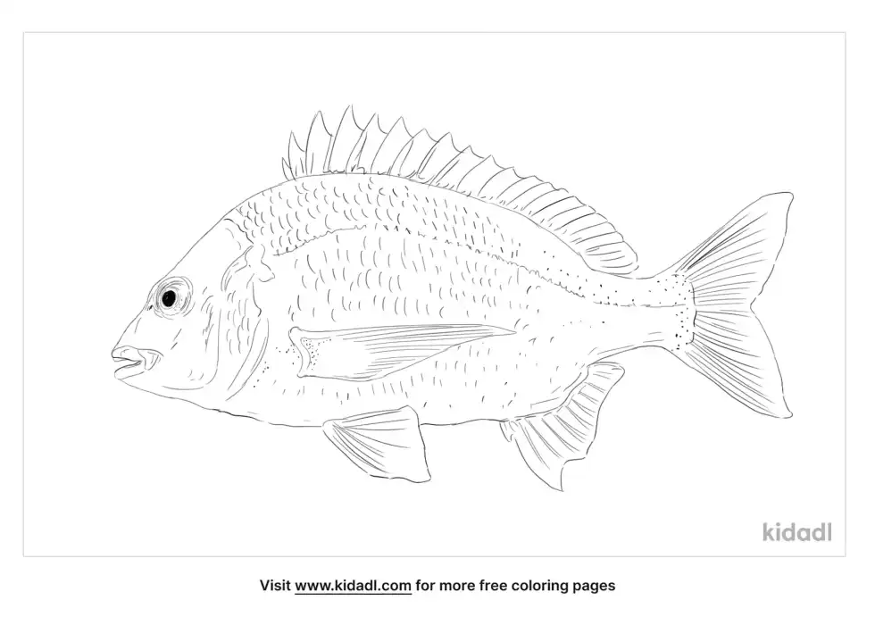 Yellowfin Bream Coloring Page