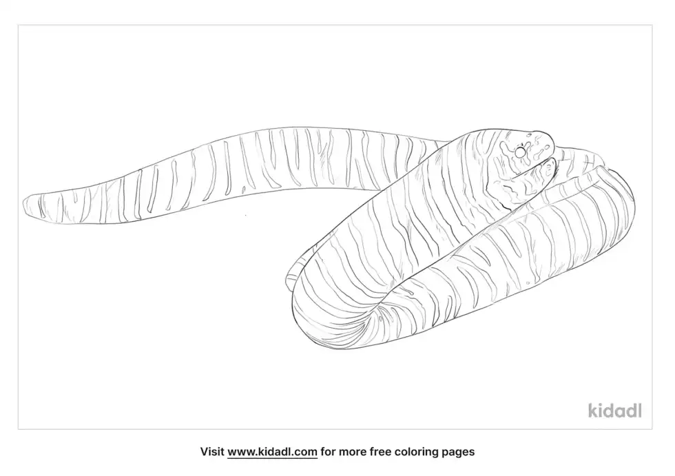 Zebra Moray Eel Coloring Page