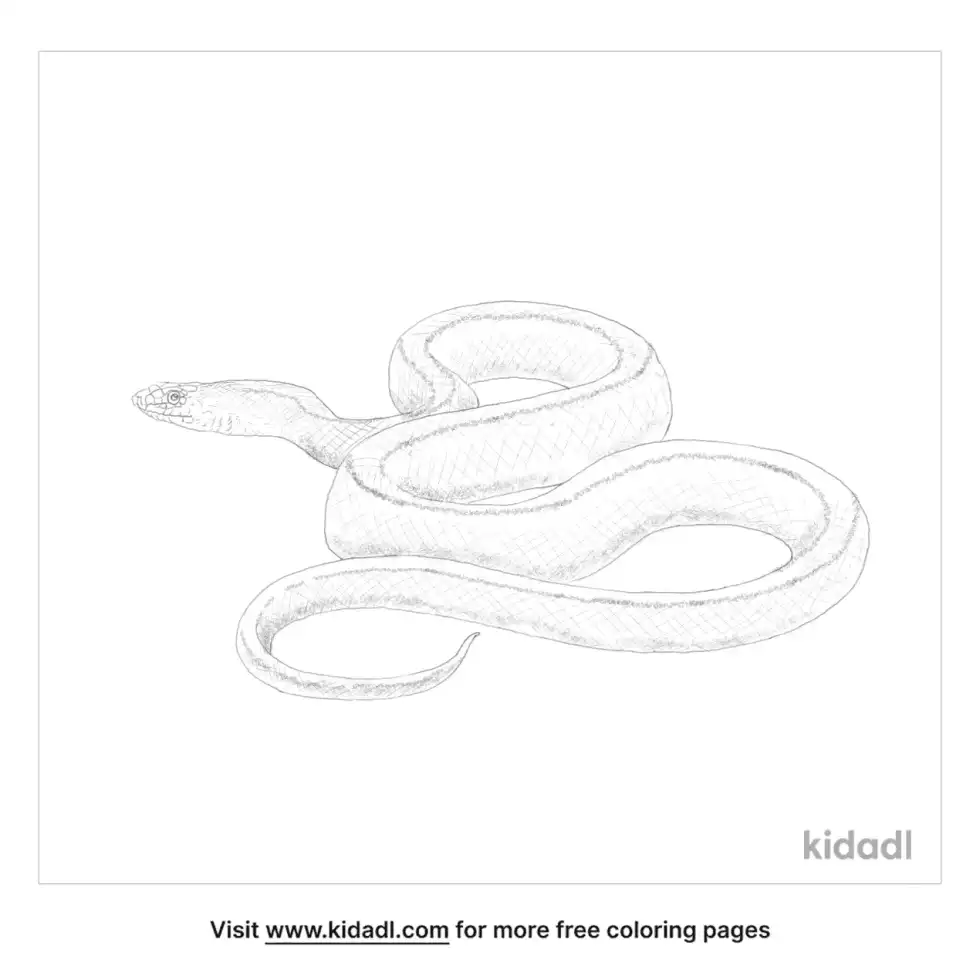 Ladder Snake Coloring Page