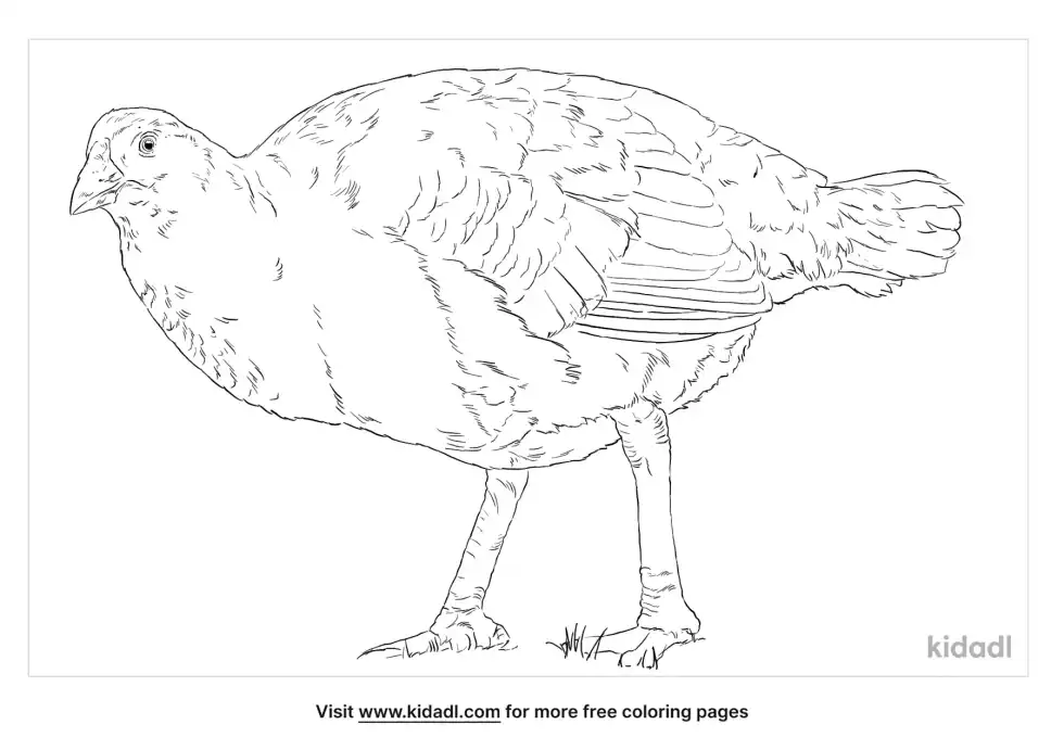 Tasmanian Native Hen Coloring Page