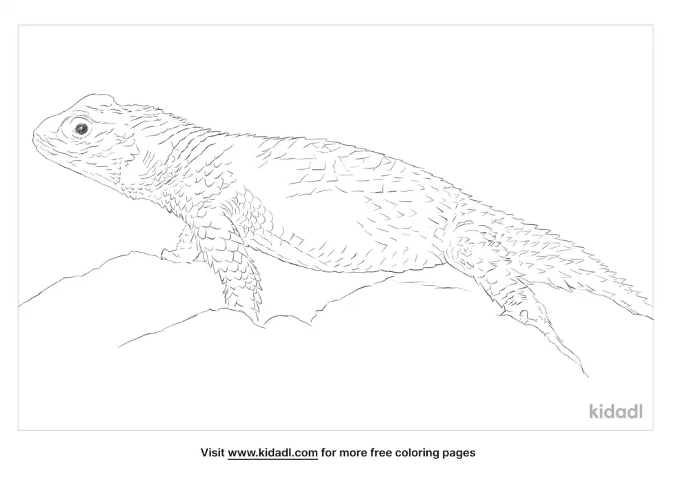 Crevice Spiny Lizard Coloring Page