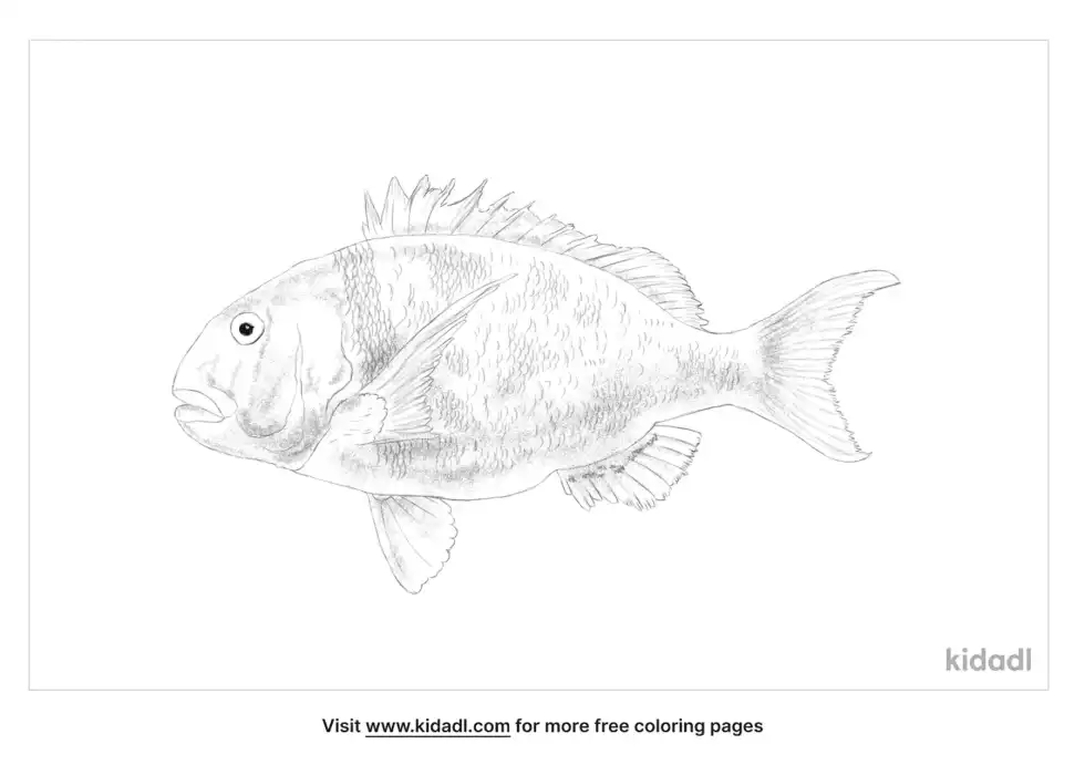 Black Musselcracker Coloring Page