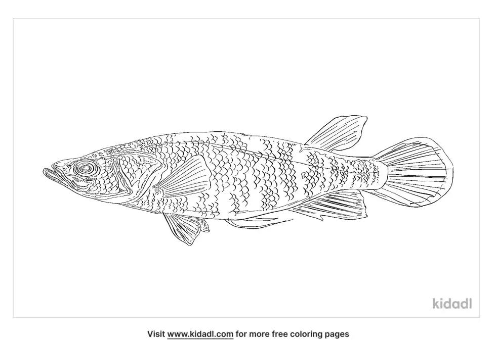 Golden Panchax Coloring Page