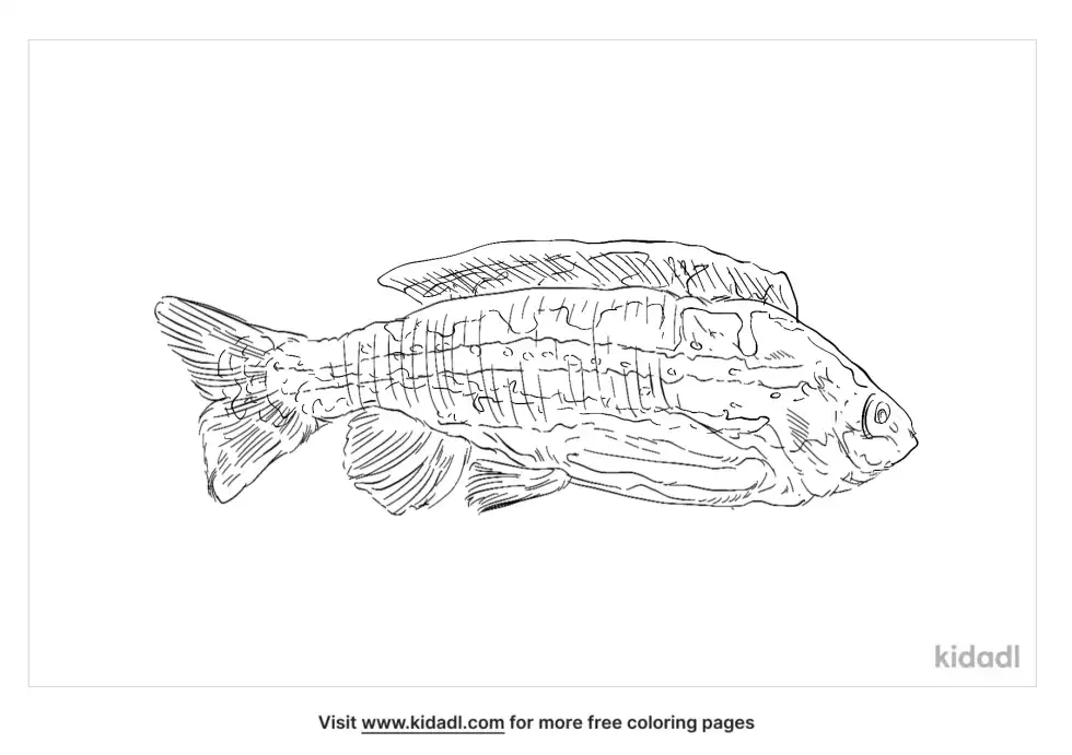 Puddingwife Wrasse Coloring Page