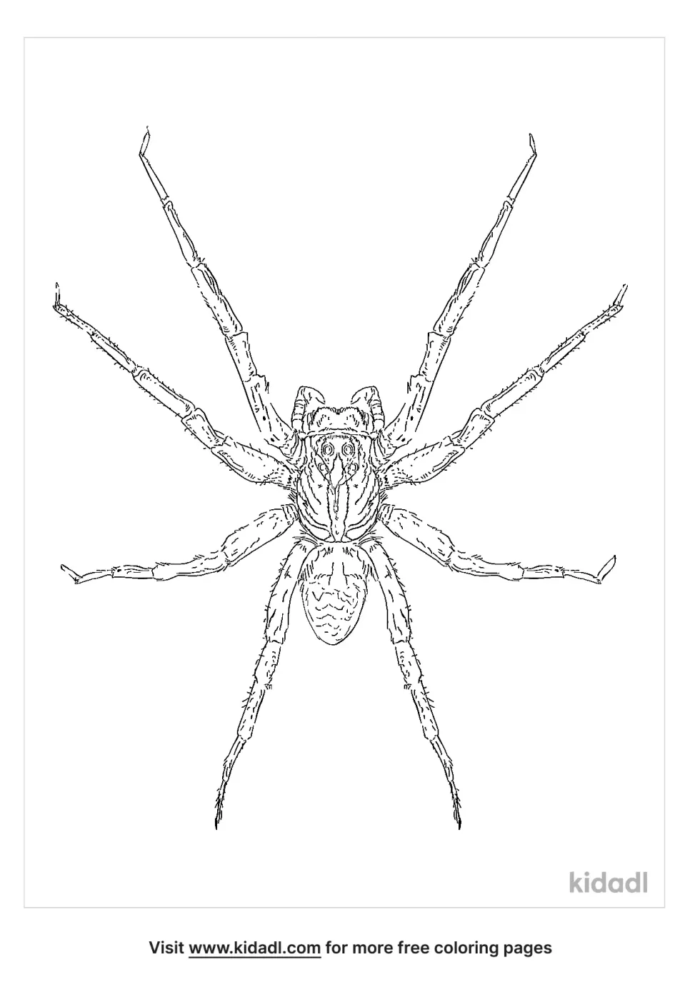 Nelson Cave Spider