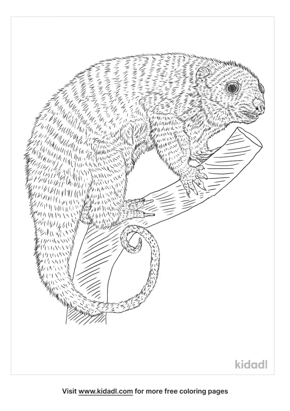 Ground Cuscus Coloring Page