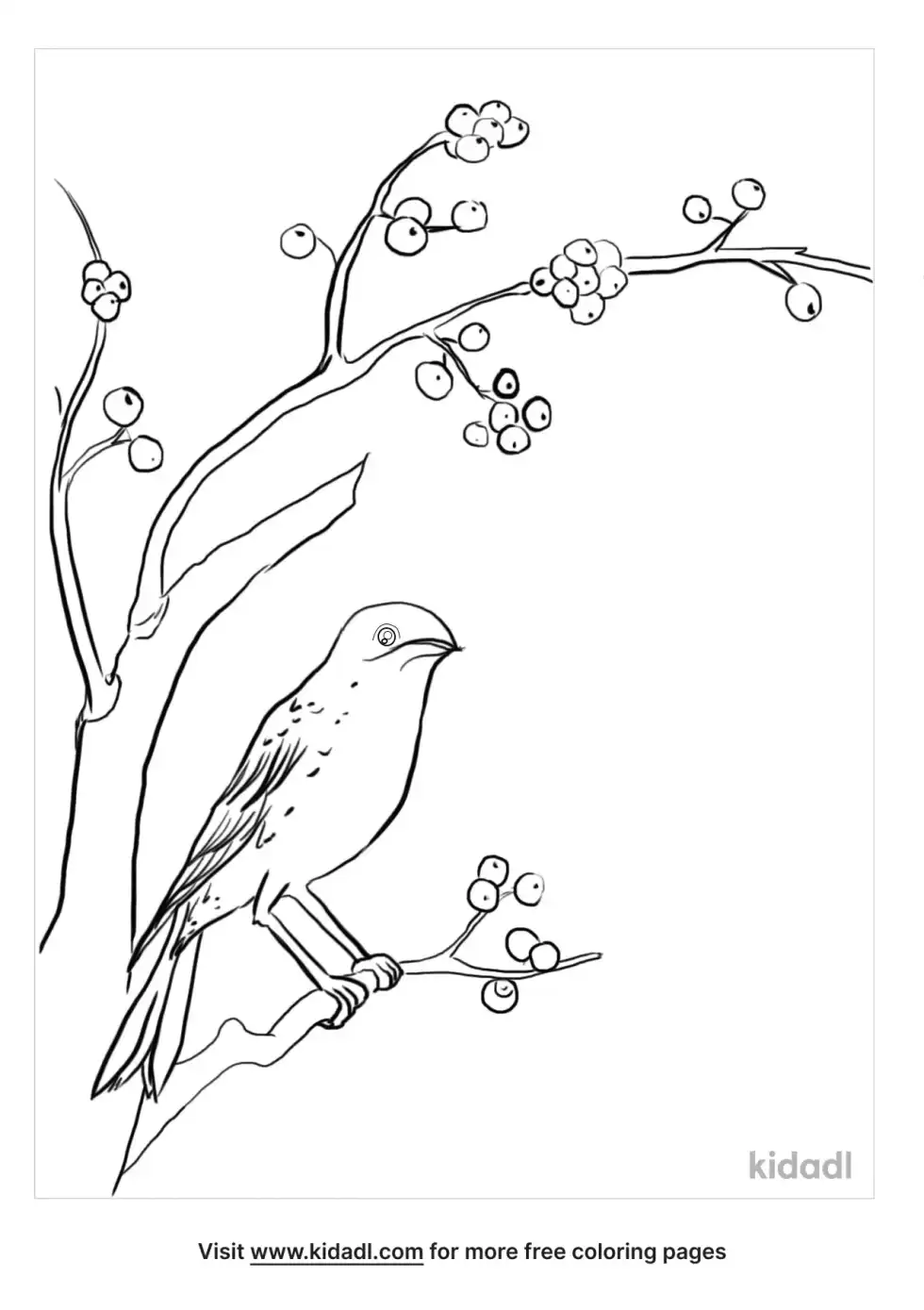 Bobolink Coloring Page