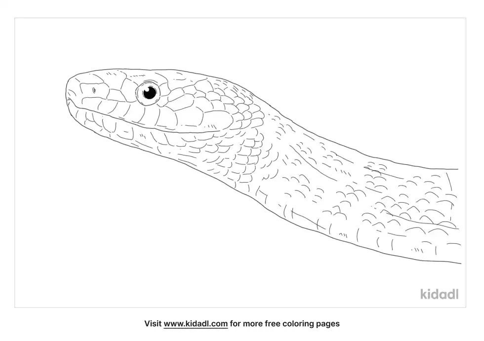Dugite Coloring Page