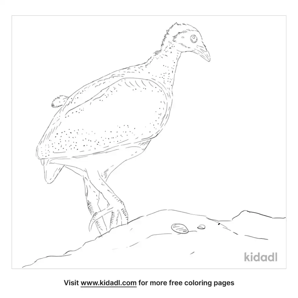 Nicobar Megapode Coloring Page