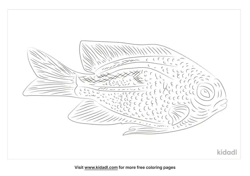 Bicolor Damselfish Coloring Page