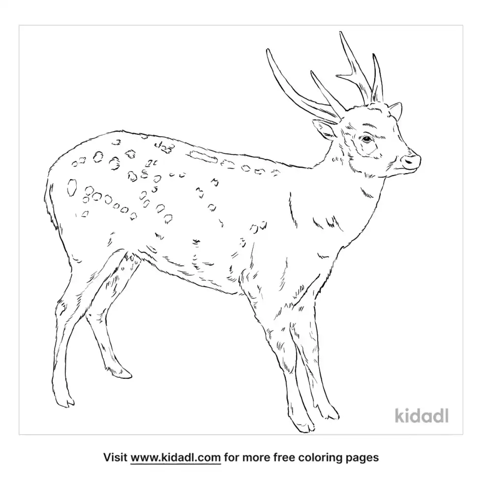 Visayan Spotted Deer Coloring Page