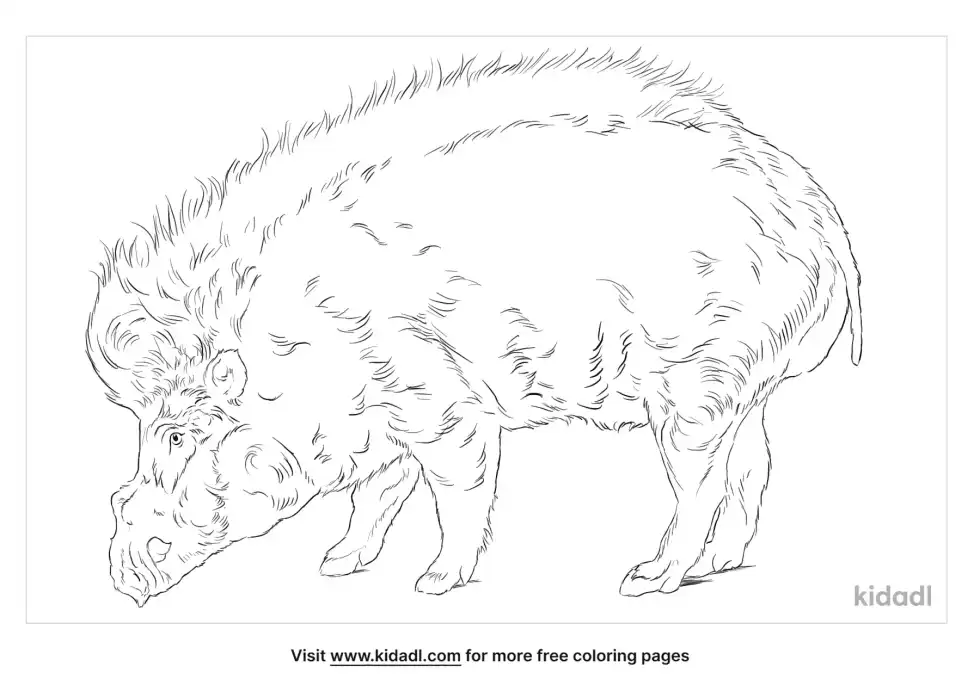 Timor Warty Pig Coloring Page