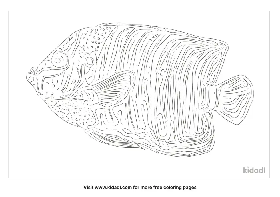 Goldtail Angelfish Coloring Page